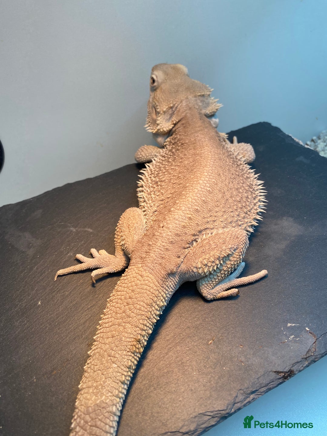Bearded Dragon reptiles for sale: Zero morph cats eyes - Advert 3
