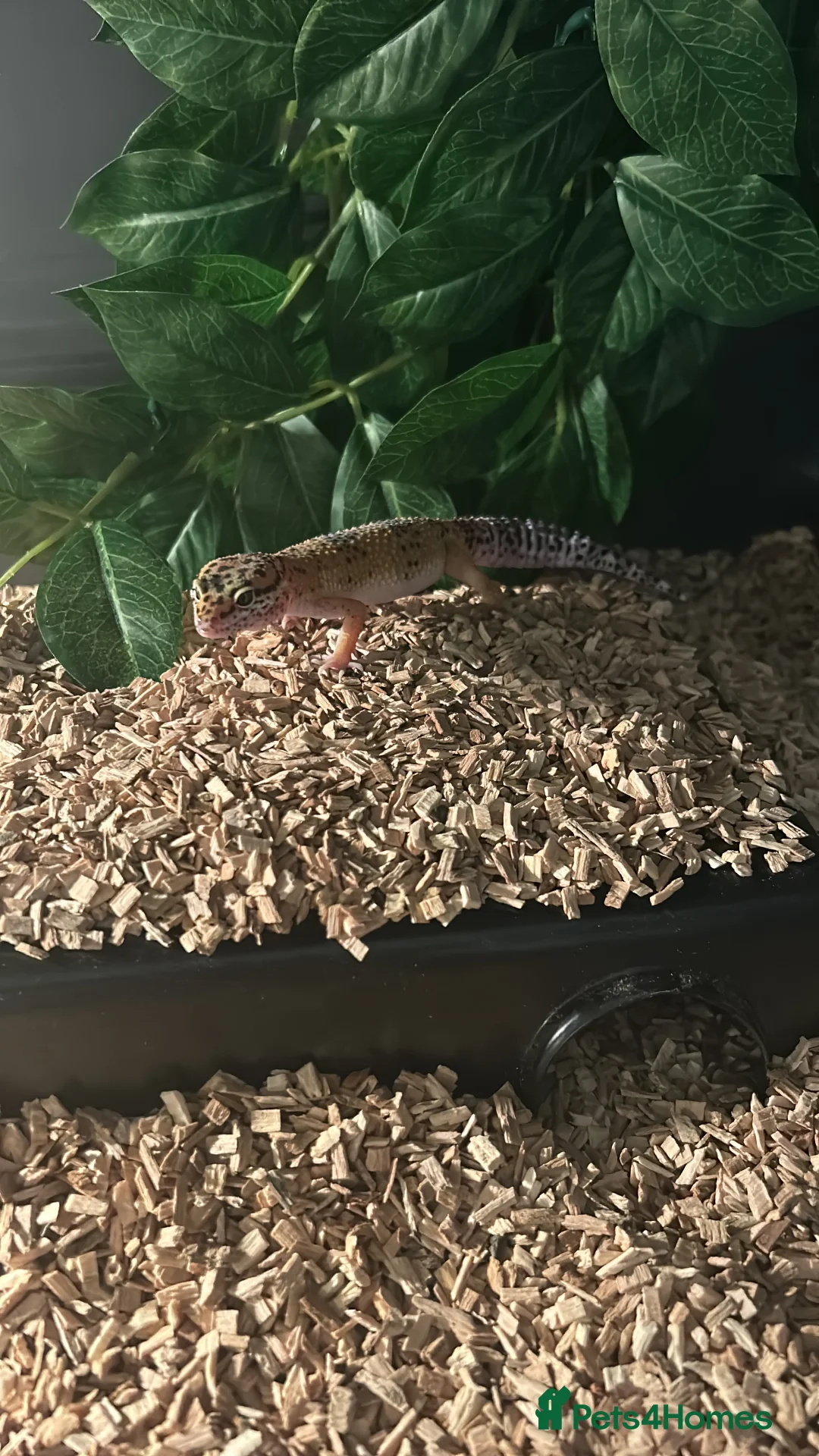 Leopard Gecko reptiles for sale: Male leopard gecko  - Advert 3