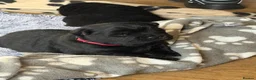 Mixed Breed dogs for sale: Adorable Chaffy pups  in Clitheroe - Advert 9