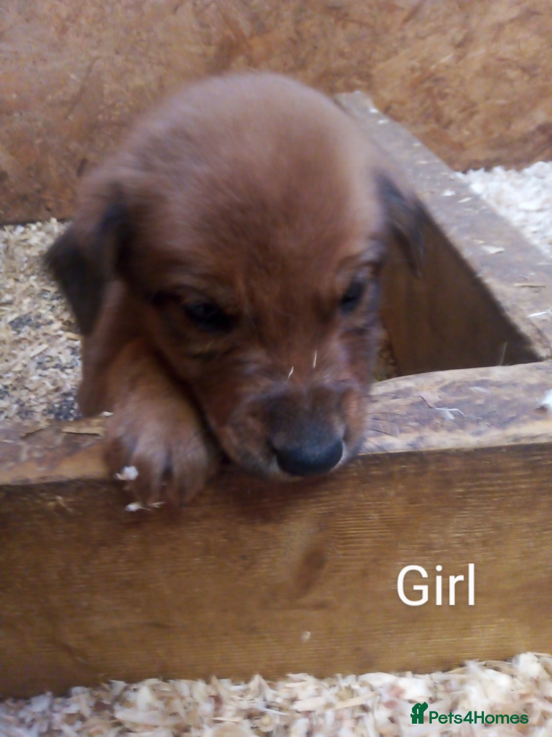 Mixed Breed dogs for sale: 9 Irish setter X lurcher pups - Image 6