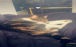 Mixed Breed cats for sale: ✨ Loving 2-Year-Old Cat Seeking Forever Home ✨ - Image 4