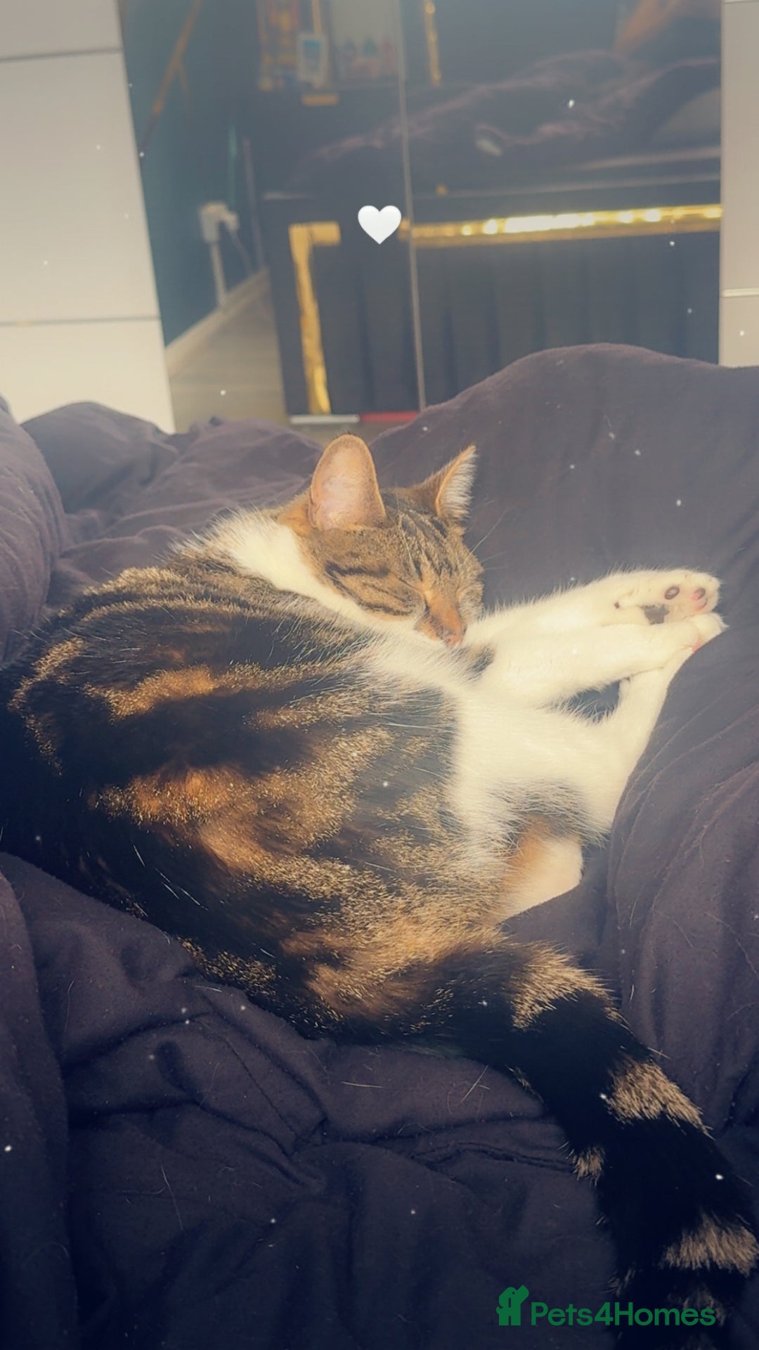 Mixed Breed cats for sale: ✨ Loving 2-Year-Old Cat Seeking Forever Home ✨ - Image 4