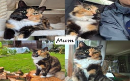 Mixed Breed cats for sale: Ragdoll × Siberian Neva Masquerade Kittens - Image 5