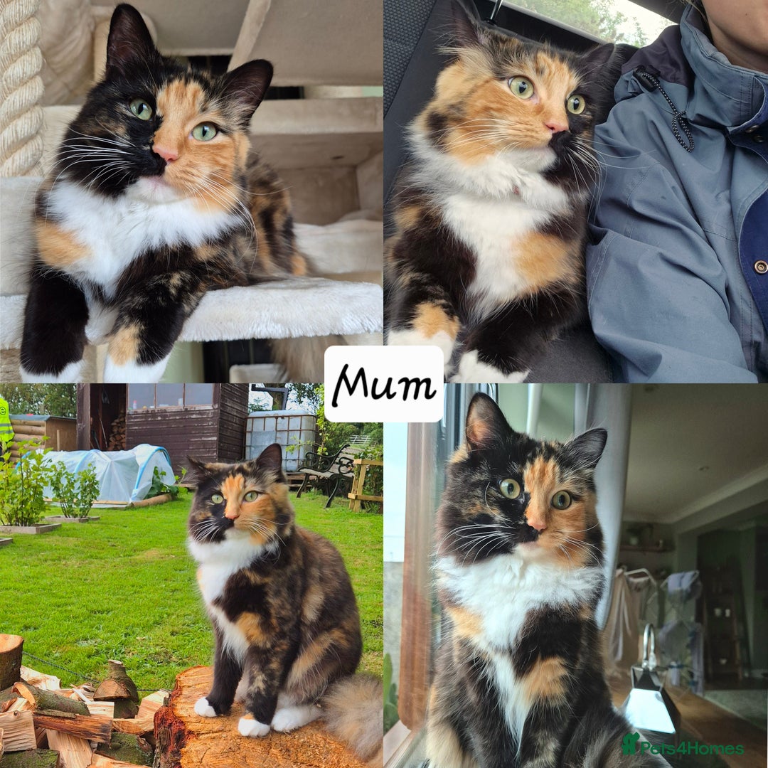 Mixed Breed cats for sale: Ragdoll × Siberian Neva Masquerade Kittens - Image 5