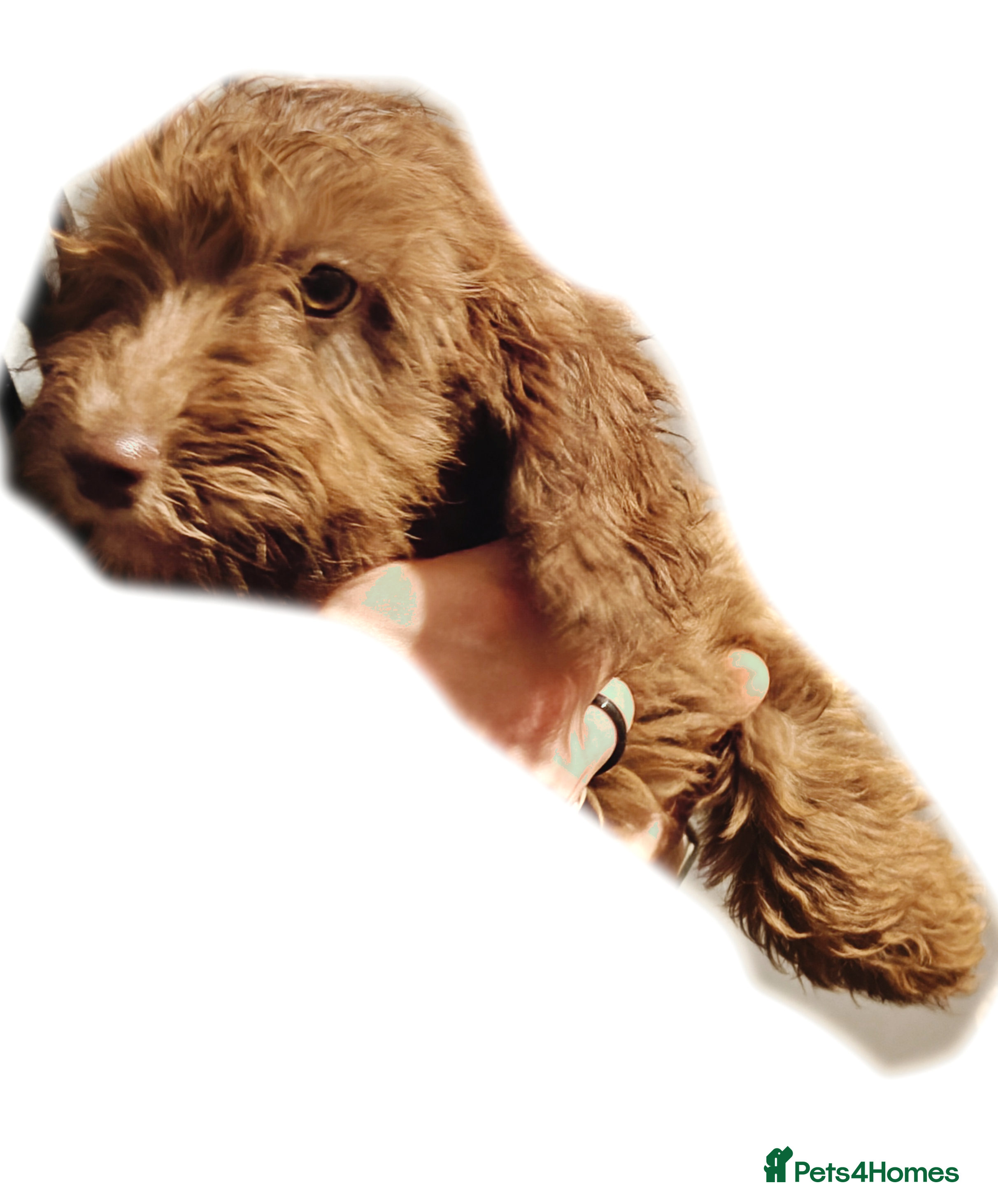 Cockapoo dogs F3 cockapoo puppies - Advert 3