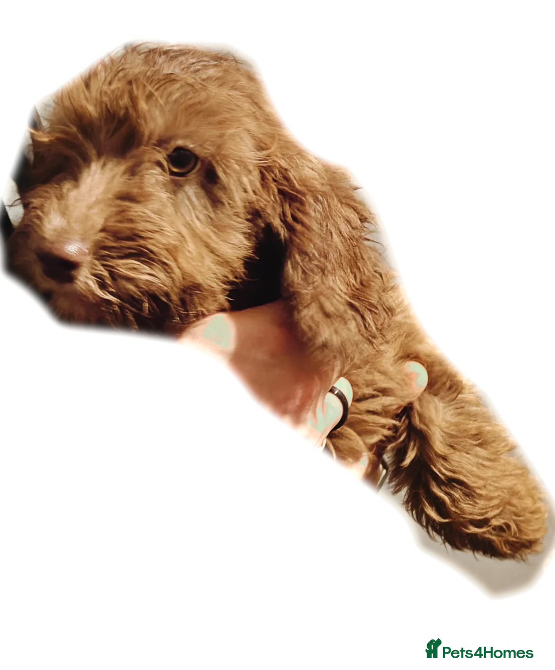 Cockapoo dogs for sale: F3 cockapoo puppies - Advert 4