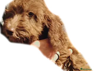 Cockapoo dogs F3 cockapoo puppies - Advert 3