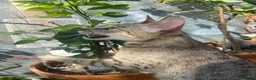 Savannah cats for sale: Stunning pedigree SAVANNAH girl f5 sbt - Advert 3