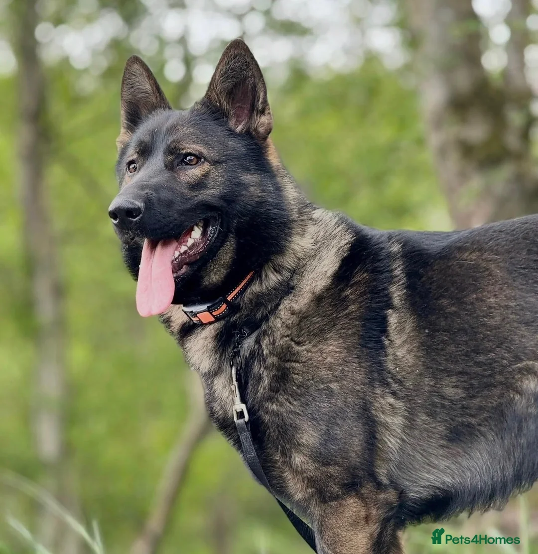 German Shepherd dogs for sale: Last female GSD puppy left - Advert 2