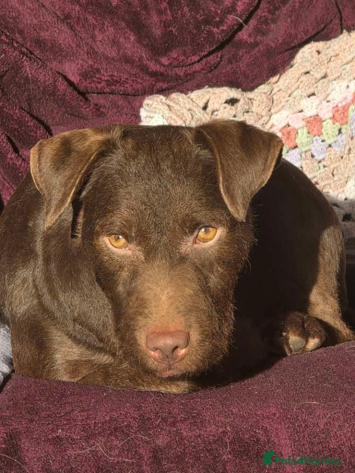 Patterdale Terrier dogs Buddy - Advert 1