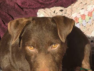 Patterdale Terrier dogs Buddy - Advert 1