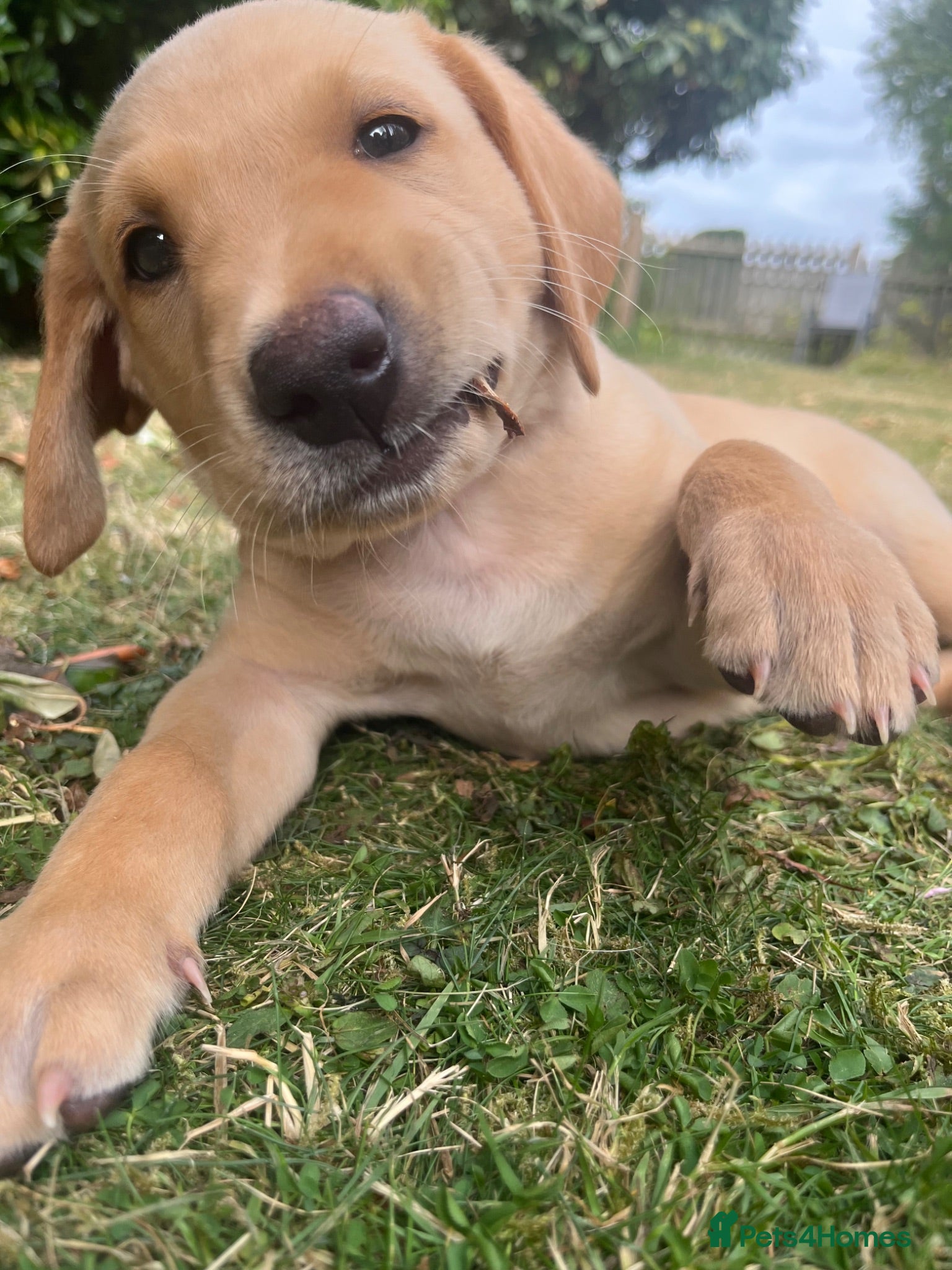 Labrador Retriever dogs KC REG parents: special adorable pups  - Advert 1