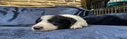Border Collie dogs for sale: Border Collie Pups - Advert 15