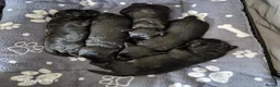 Schnoodle dogs for sale: Schnoodles  - Advert 23
