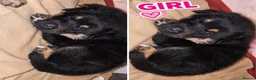 Mixed Breed dogs for sale: Rokita puppies  - Advert 8