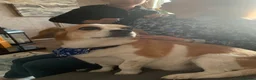 Mixed Breed dogs for sale: Buddy in Ipswich - Advert 4