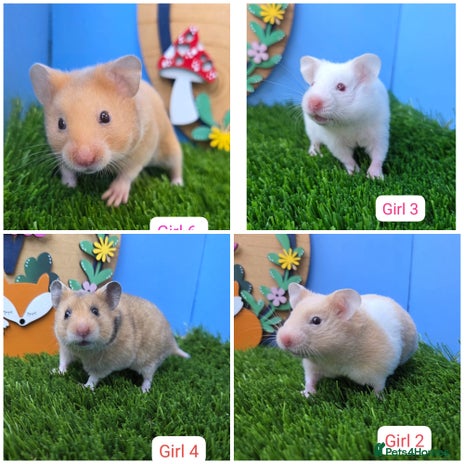 Hamster rodents - Advert 4