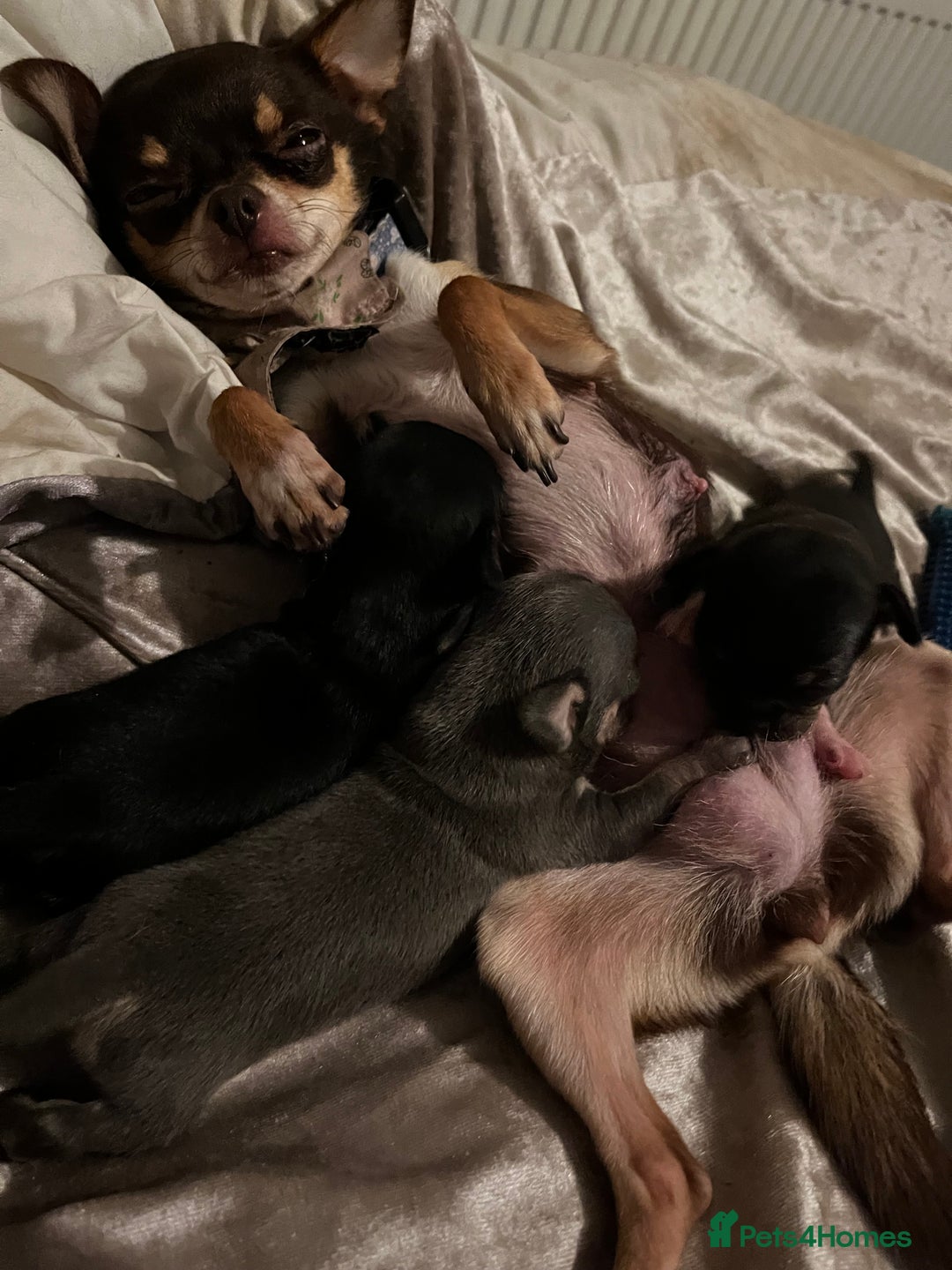 Chihuahua dogs for sale: Beautiful Female Chihuahua Puppies  - Image 11