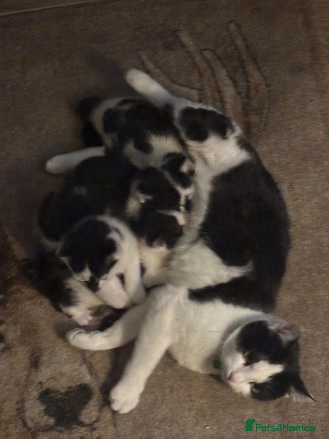 Mixed Breed cats for sale: Kittens for sale  in Keighley - Advert 11