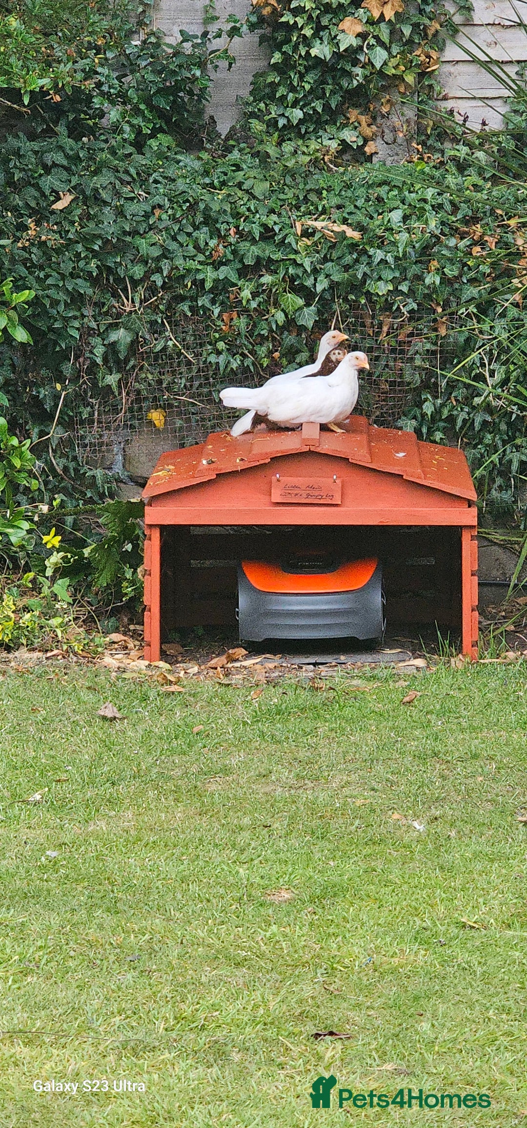 Hens poultry for sale:  FREE chickens 2 Rhode island Reds & 2 Leghorns - Image 13