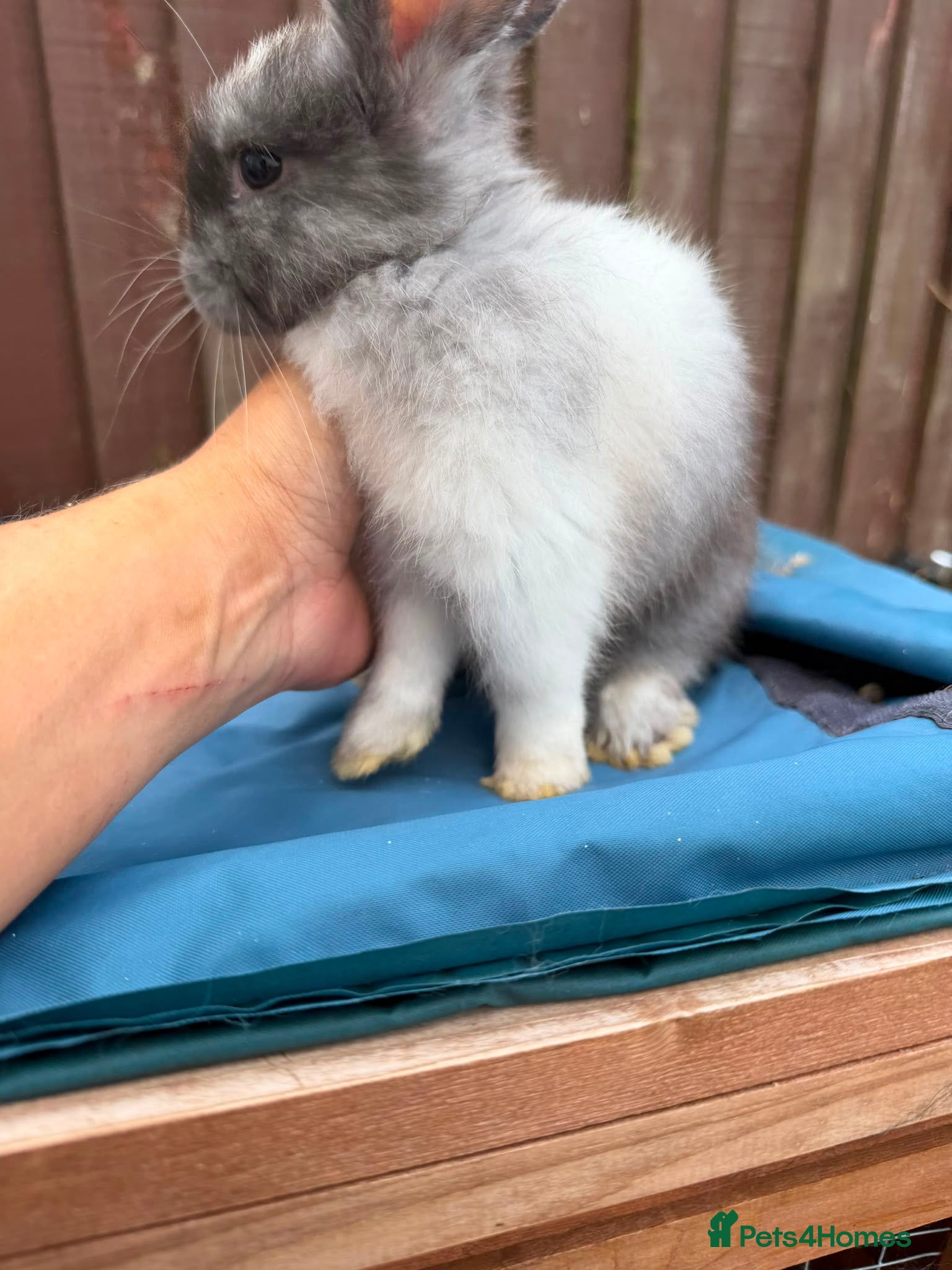 Angora rabbits Angora mix Bucks avail to leave this week - Advert 2