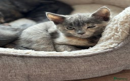 Domestic Shorthair cats for sale: Beautiful girl kittens available - Image 17