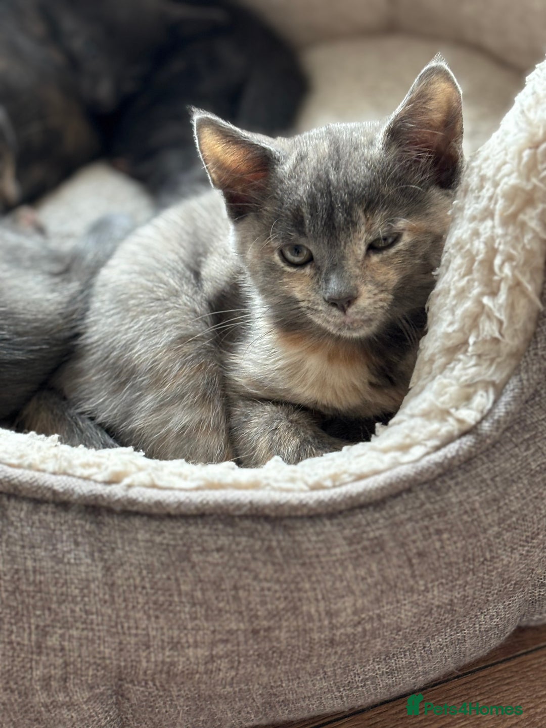 Domestic Shorthair cats for sale: Beautiful girl kittens available - Image 17