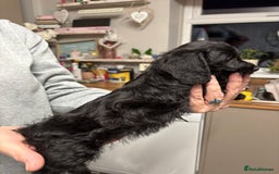 Doxiepoo dogs for sale: Doxipoo puppies READY NOW - Image 15