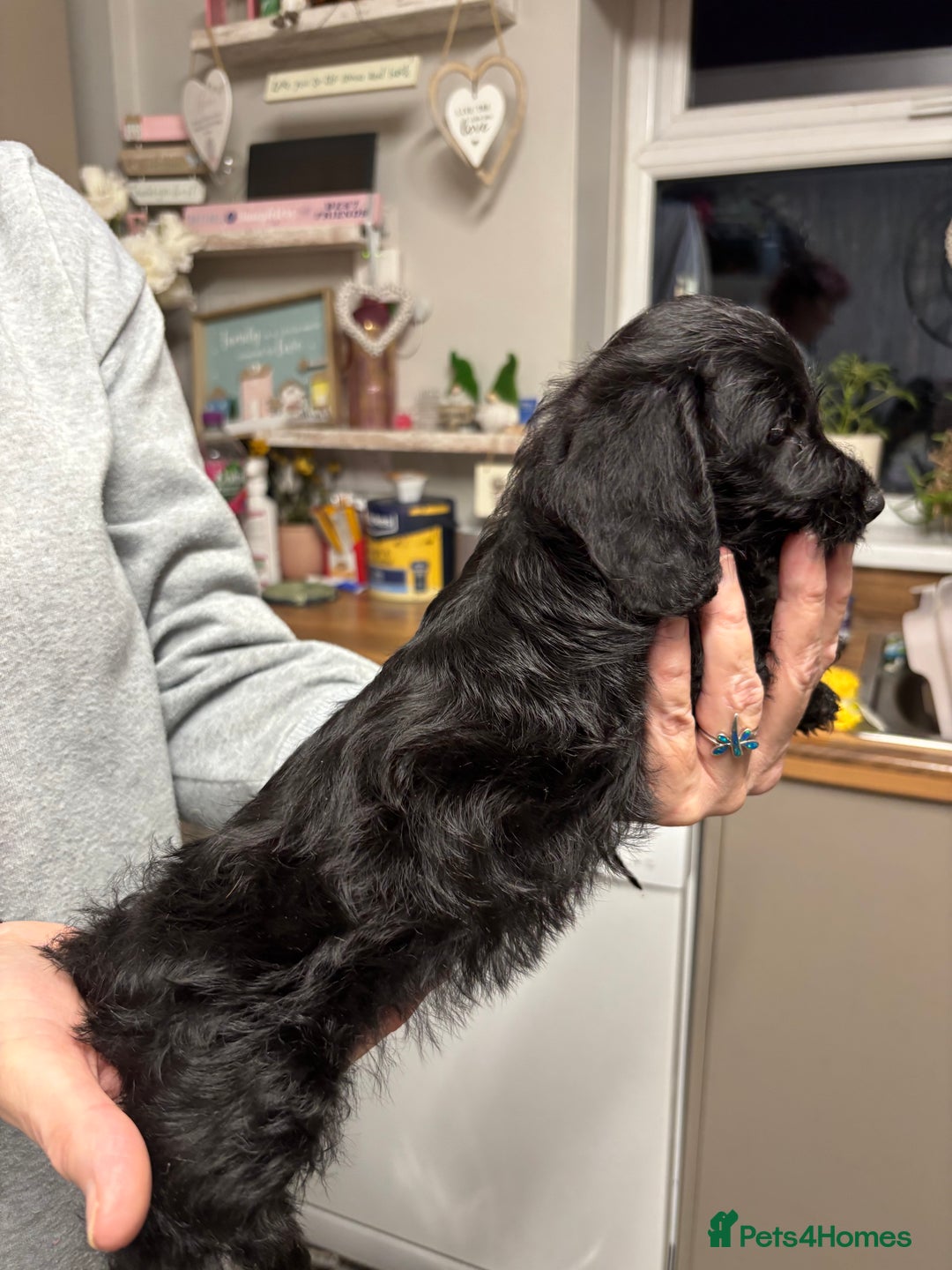 Doxiepoo dogs for sale: Doxipoo puppies READY NOW - Image 15