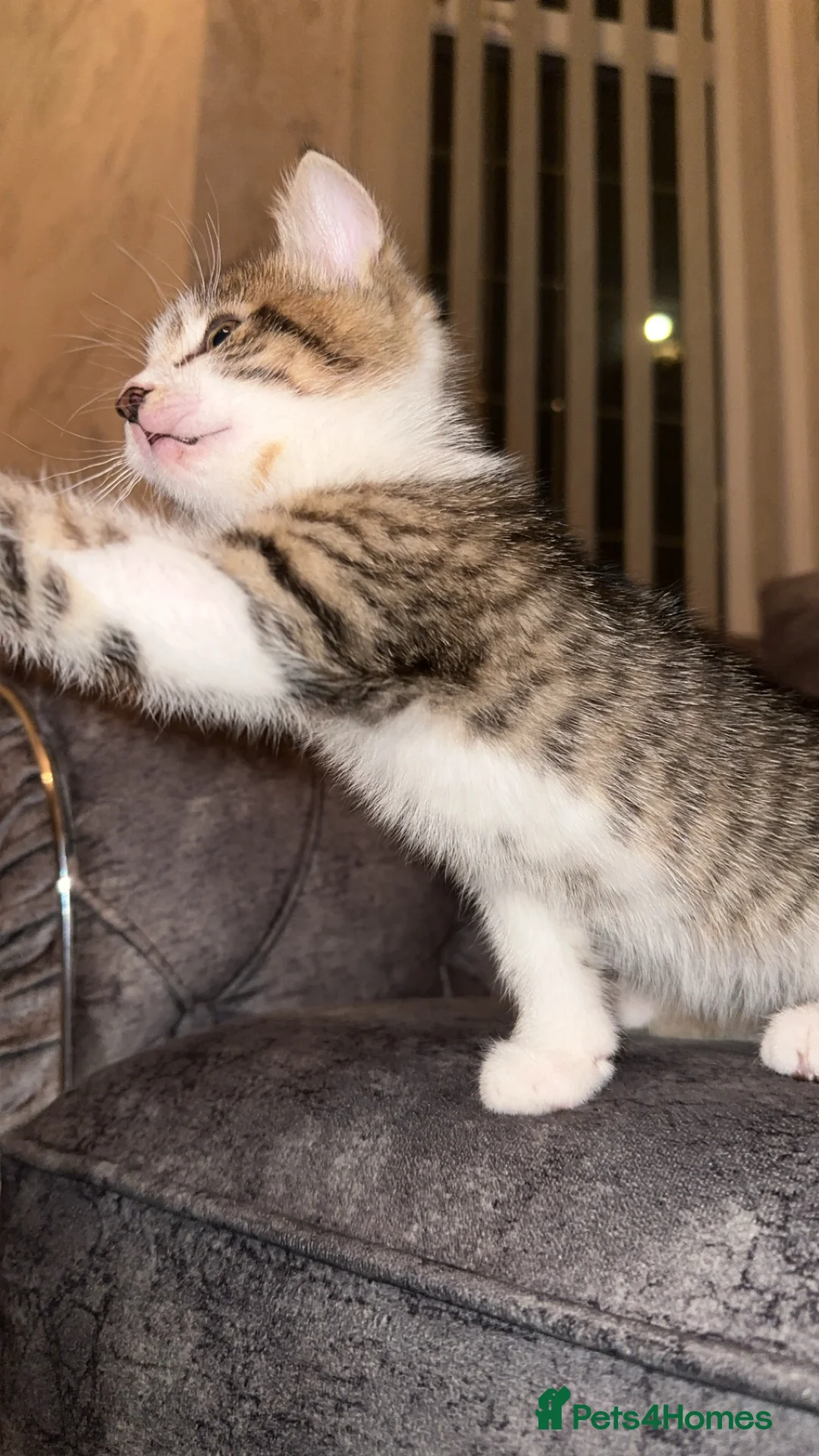 Domestic Shorthair cats for sale: Gorgeous tabby and British shorthair kitten - Advert 39