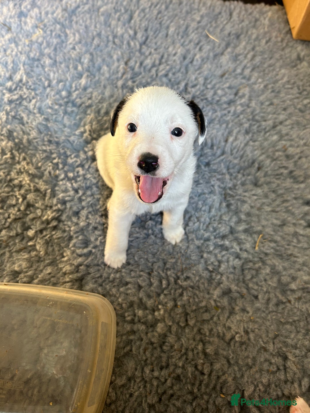 Mixed Breed dogs for sale: Gorgeous ParsonsXJack Russel puppies  - Image 11
