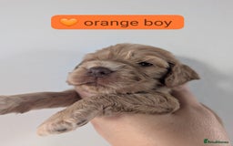 Cocker Spaniel dogs for sale: 🐾pedigree Show cocker spaniel🐾 - Image 5