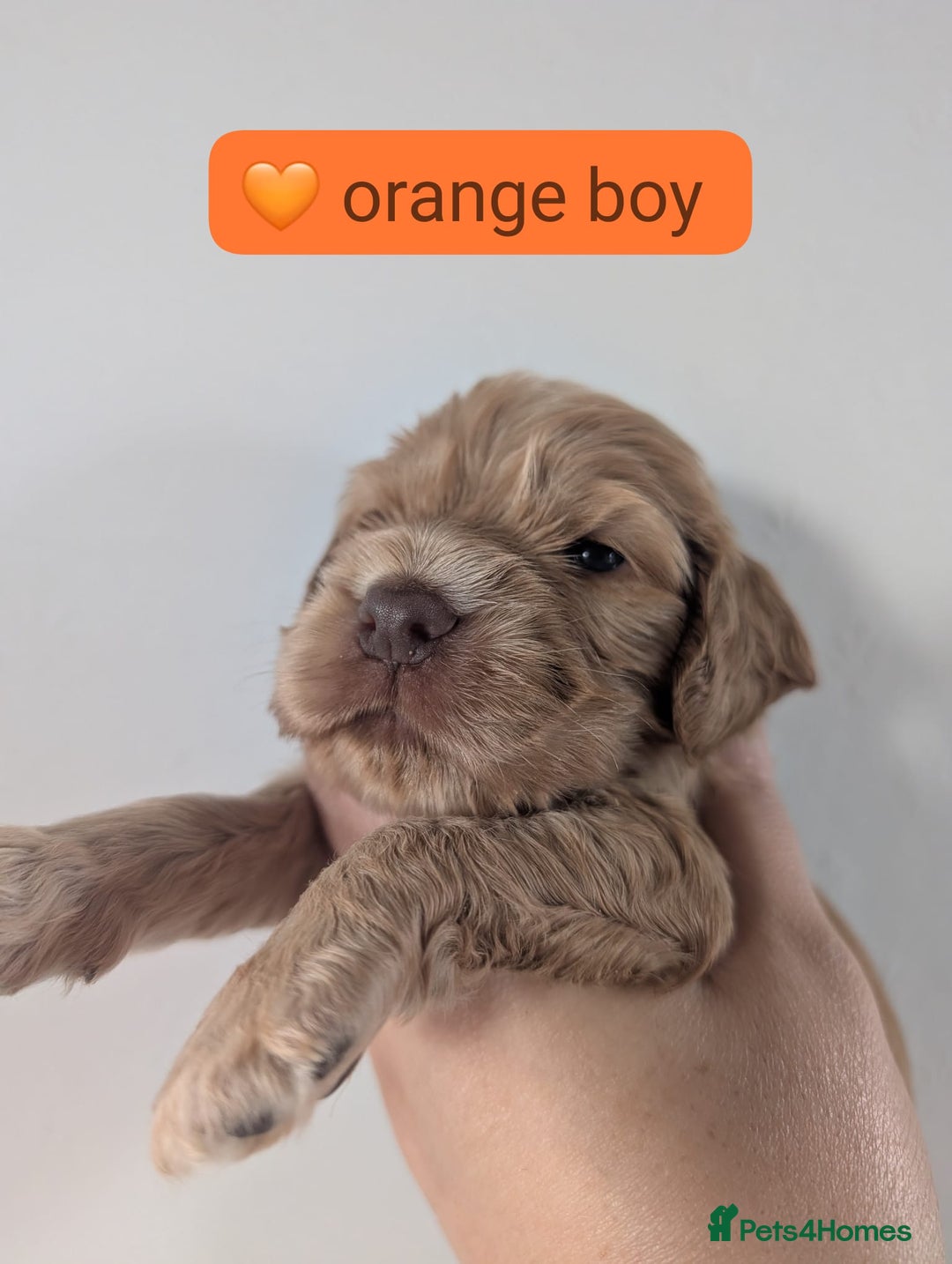 Cocker Spaniel dogs for sale: 🐾pedigree Show cocker spaniel🐾 - Image 5
