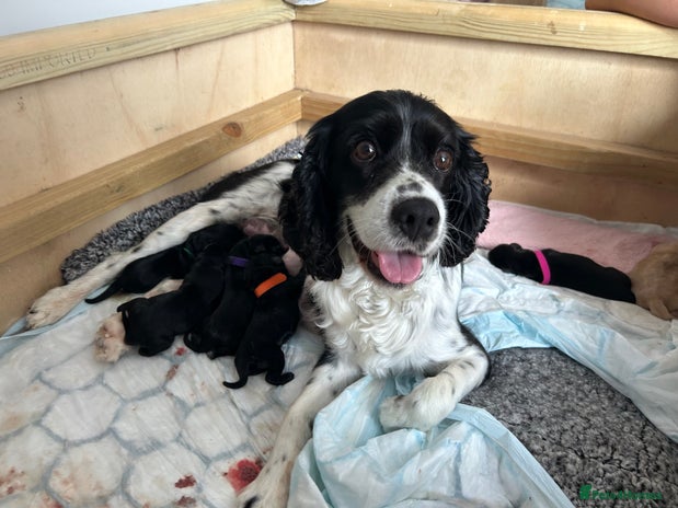 Cockerdor dogs - Advert 13