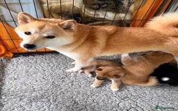 Japanese Shiba Inu dogs for sale: Health Tested Japanese Shiba Inu Puppies  - Image 20
