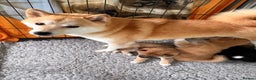 Japanese Shiba Inu dogs for sale: Health Tested Japanese Shiba Inu Puppies  - Advert 15
