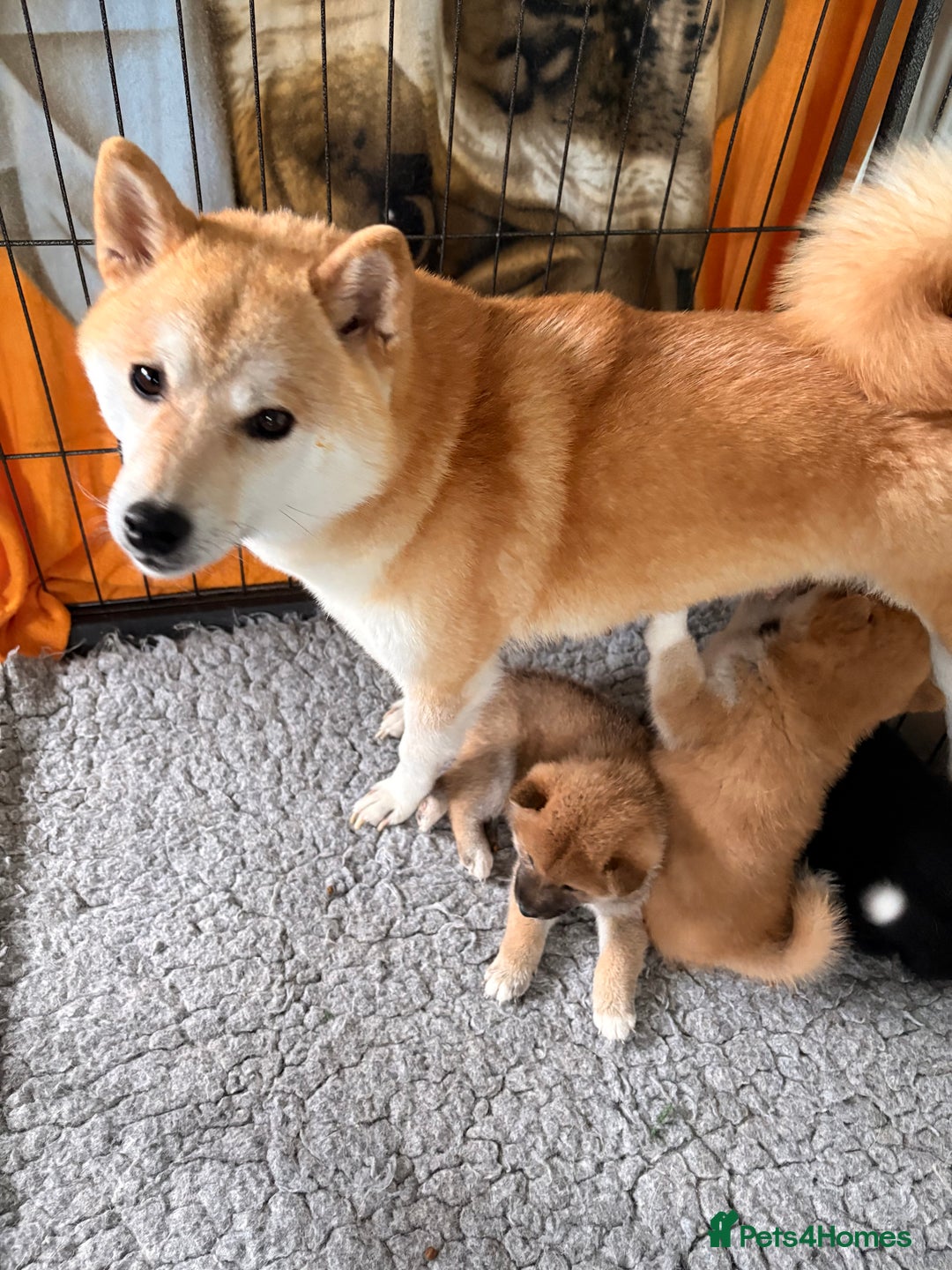 Japanese Shiba Inu dogs for sale: Health Tested Japanese Shiba Inu Puppies  - Image 20