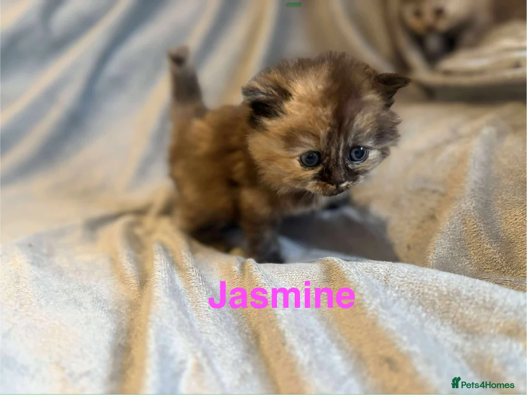 Persian cats for sale: **SOLD** Stunning litter of five female Perdolls - Advert 5