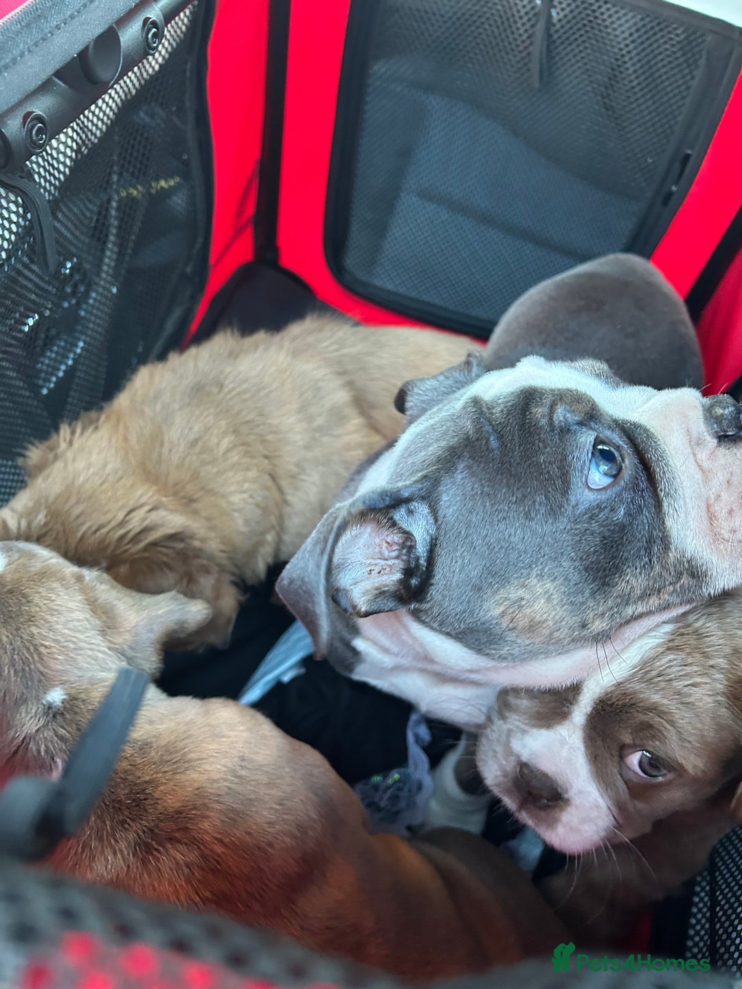 Olde English Bulldogge dogs for sale: Olde English bulldog pups - Advert 9