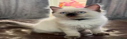 Ragdoll cats for sale: Stunning male ragdoll - Advert 4