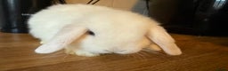 Mini Lop rabbits for sale: Pure mini lops READY TO LEAVE  - Advert 5