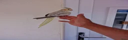 Cockatiels birds for sale: Super Silly hand tamed baby cockatiel - Advert 13