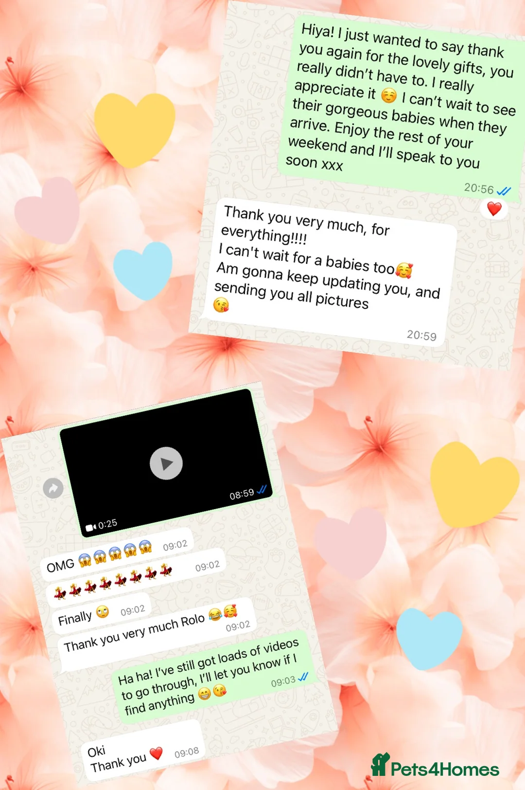 Ragdoll cats for stud: G.Champion✅GCCF/TICA Reg✅FIV/FELV/DNA✅Ragdoll stud in London - Advert 10