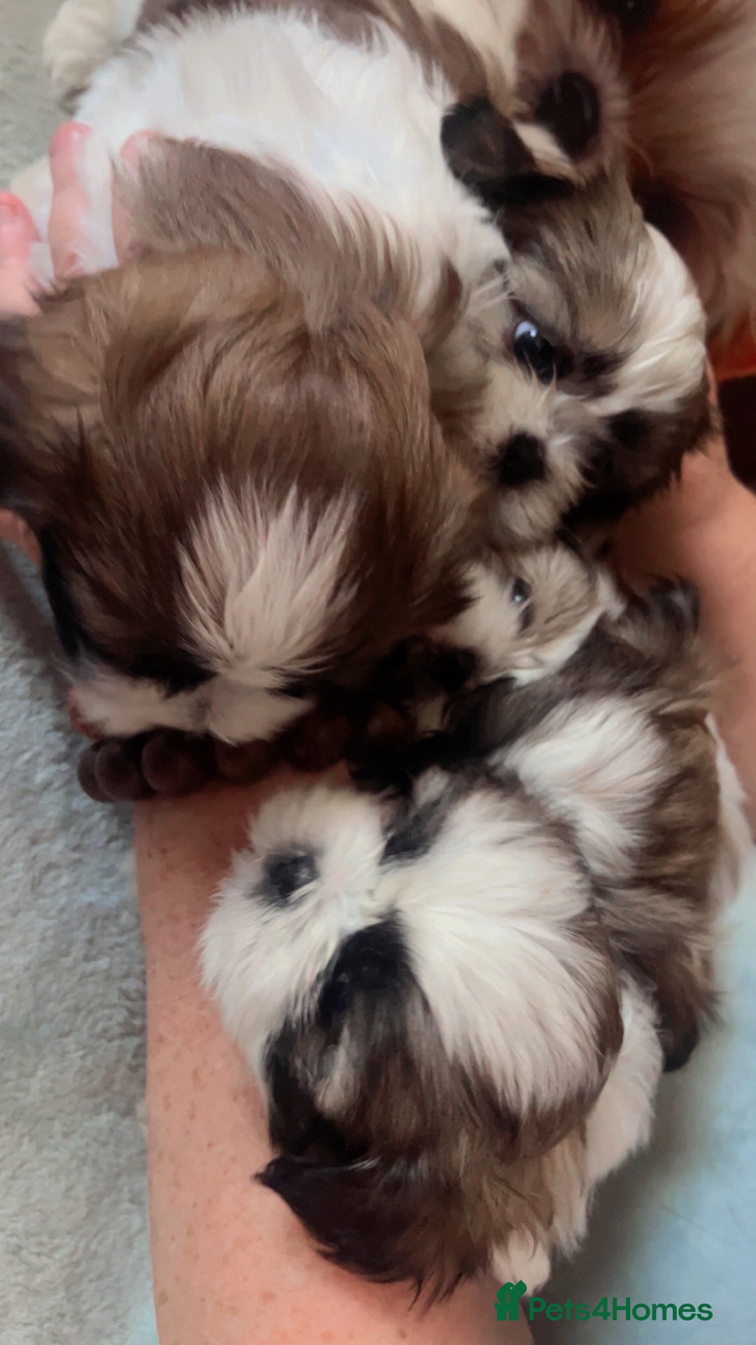 Shih Tzu dogs for sale: 5 beautiful puppies available  - Image 2