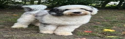 Sheepadoodle dogs for stud: Unique midi sheepadoodle hybrid stud - Advert 4