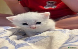 Domestic Shorthair cats for sale: Beautiful kittens  - Image 8