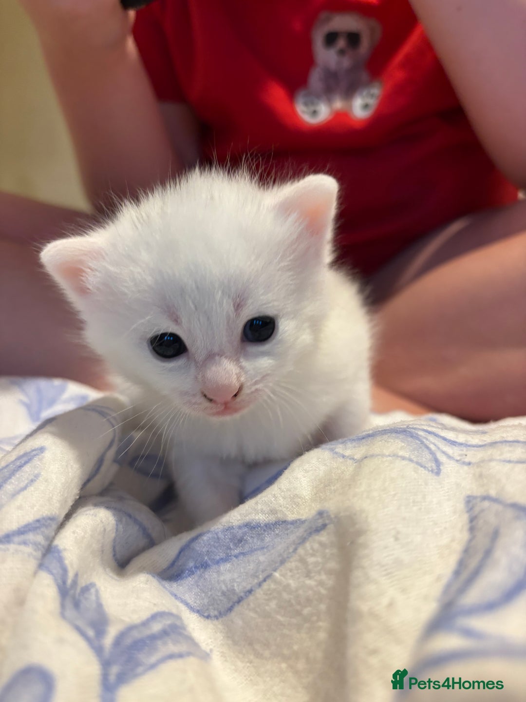 Domestic Shorthair cats for sale: Beautiful kittens  - Image 8