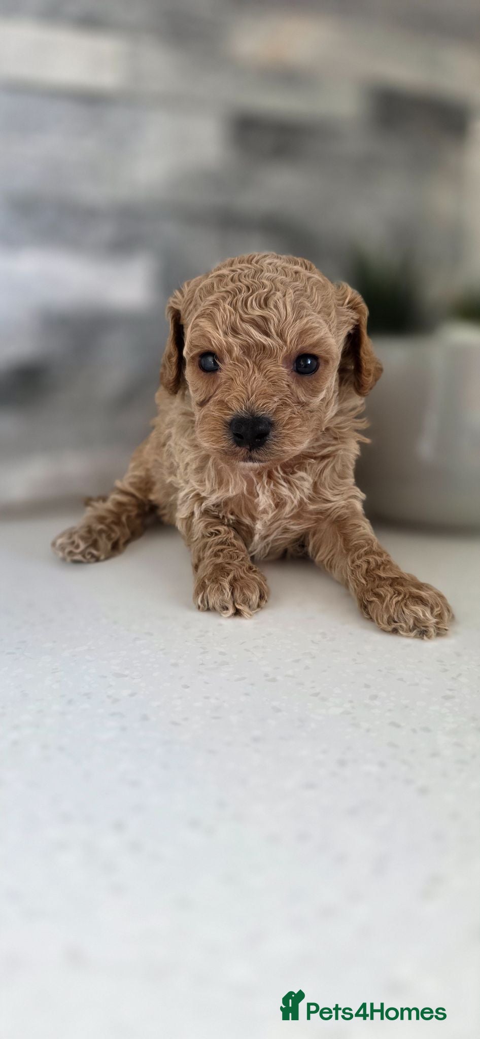 Cavapoochon dogs Exquisite Health Tested Cavapoochon Puppies  - Advert 1