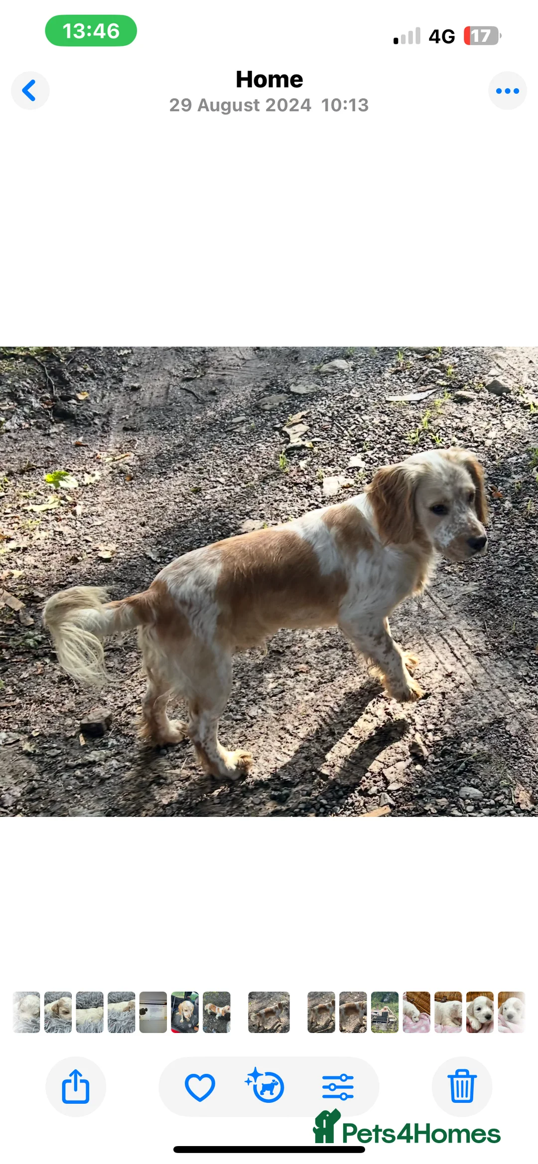 Cocker Spaniel dogs for stud: KC Registered Working Cocker Spaniel - Advert 3