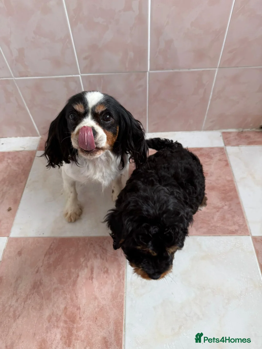 Cavapoo dogs for sale: Cavapoo f1 boy  - Advert 1